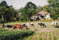 vacas-pastando